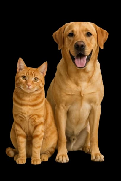 Cat and dog